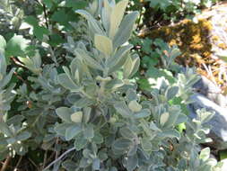 Image of Olearia moschata Hook. fil.