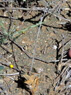 Image of Haworthiopsis nigra var. diversifolia (Poelln.) G. D. Rowley