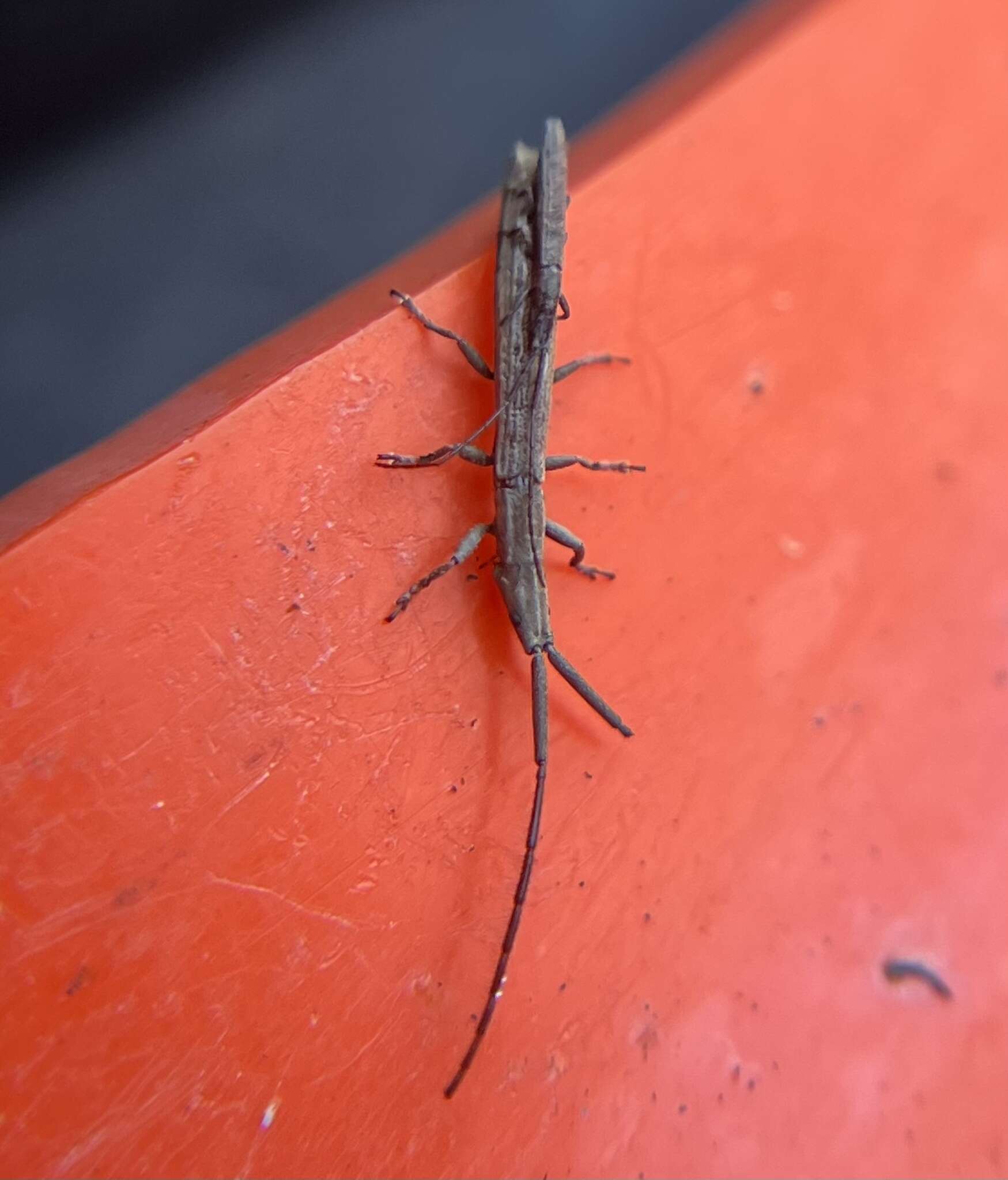 Image of Spalacopsis