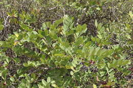 Image of Pseudosmodingium virletii (Baill.) Engl.