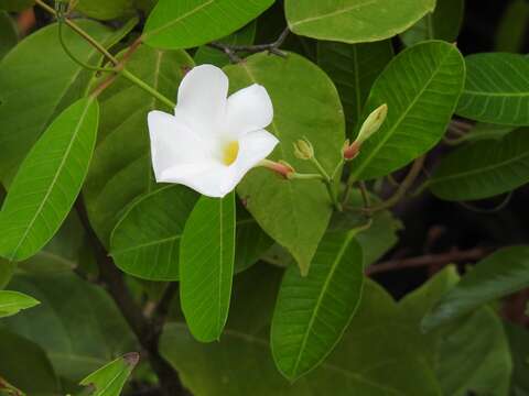 Image of Mangrovevine