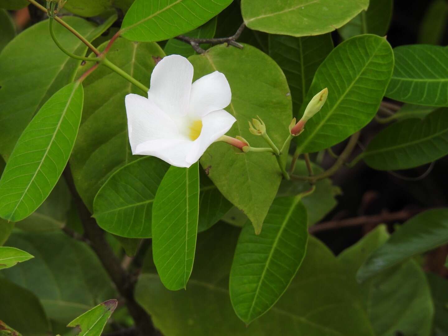 Image of Mangrovevine