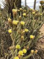 Imagem de Cylindropuntia tesajo (Engelm. ex J. M. Coult.) F. M. Knuth