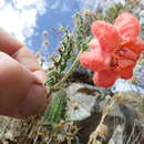 Image of Caiophora deserticola Weigend & Mark. Ackermann