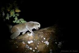 Image of Ashy Slow Loris