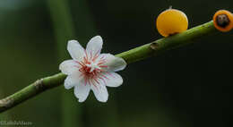 Imagem de Rhipsalis puniceodiscus G. Lindb.