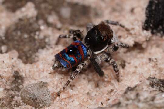 Image of Melinda's Peacock Spider