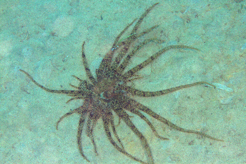 Image of Actinostephanus