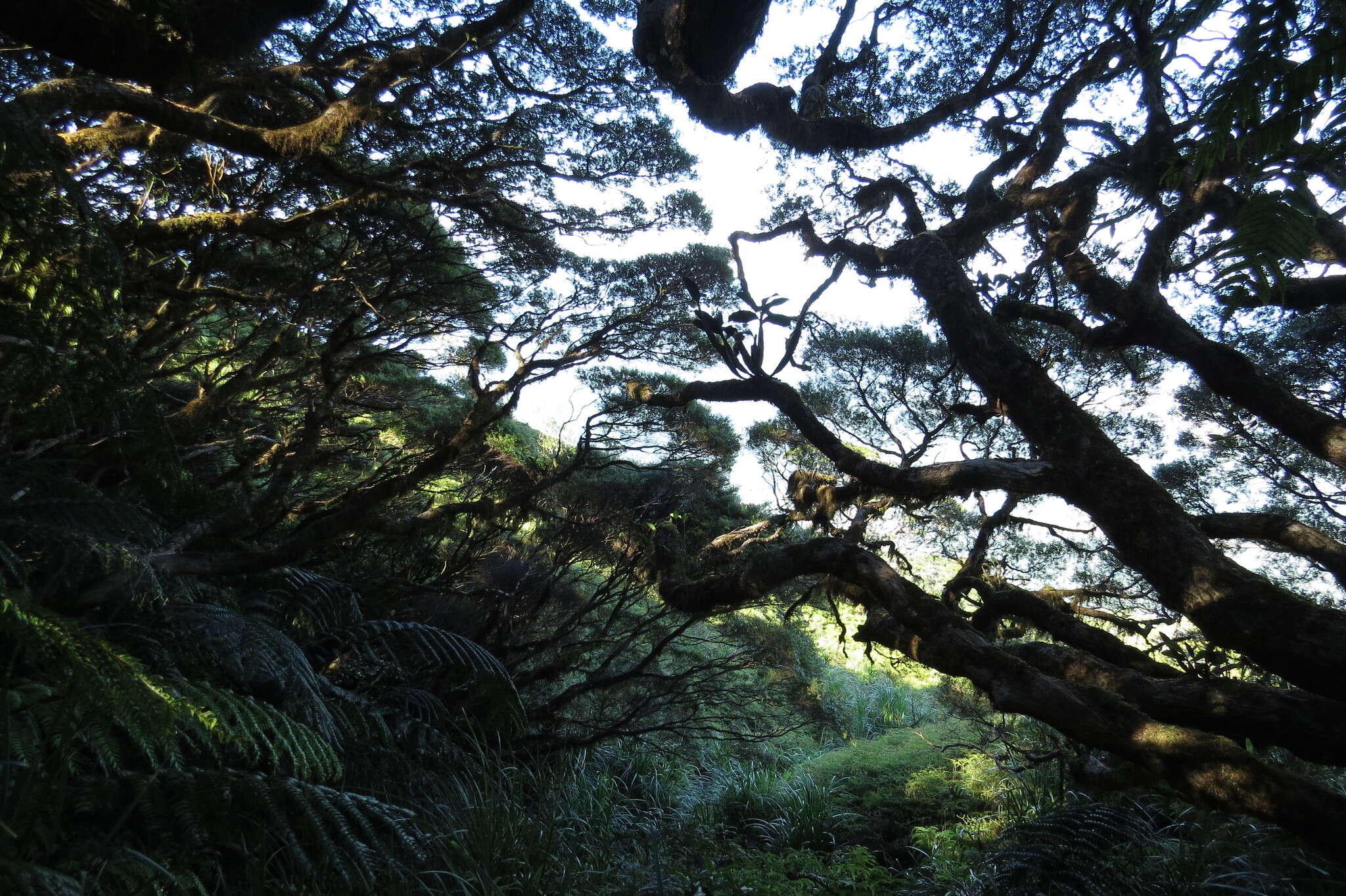 Image of Leptospermum wooroonooran F. M. Bailey