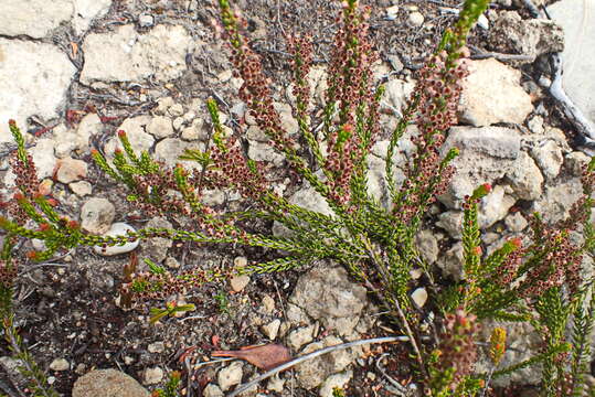 Image of Erica curtophylla Guthrie & Bolus