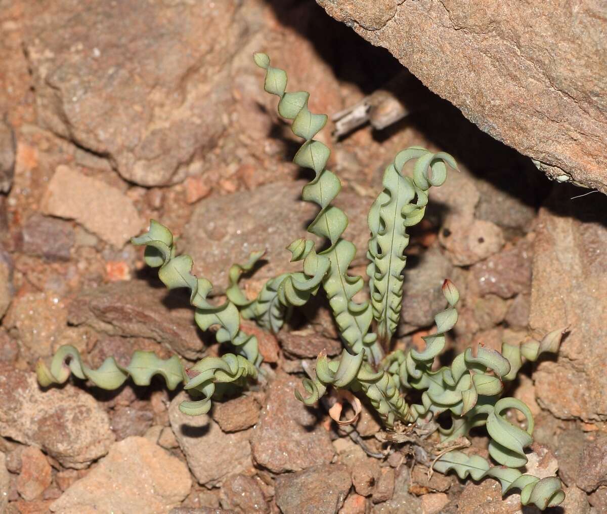Image of Tritonia securigera subsp. watermeyeri (L. Bolus) J. C. Manning & Goldblatt