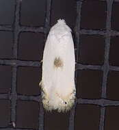 Image of Pseudopostega quadristrigella (Chambers 1875) Davis 1989