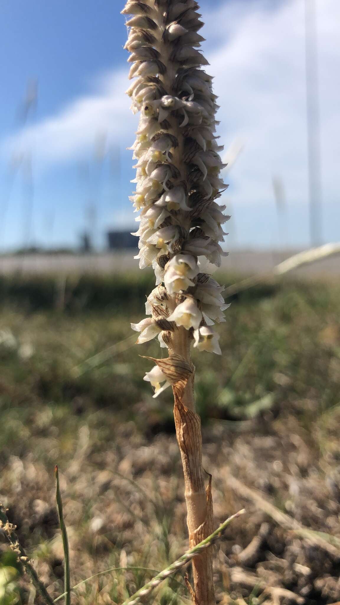 Image of Brachystele camporum (Lindl.) Schltr.