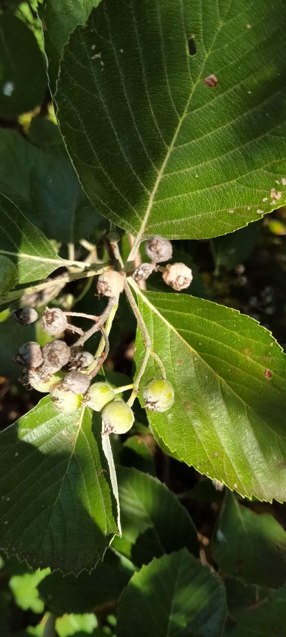 Plancia ëd Aria collina