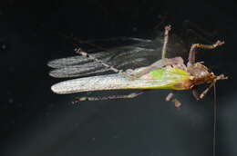 Image of Vestria punctata (Redtenbacher 1891)