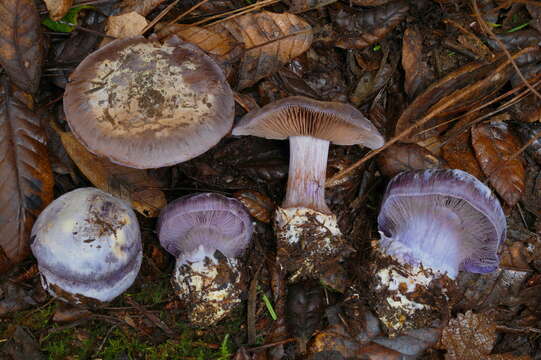 Image of Cortinarius calyptratus A. H. Sm. 1939