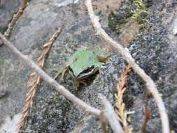 Image of Madrean Treefrog