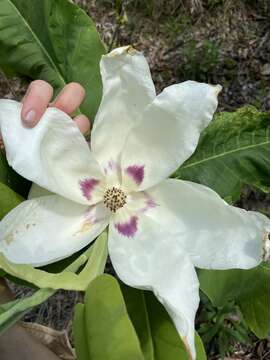 Sivun Magnolia macrophylla var. ashei (Weath.) D. L. Johnson kuva