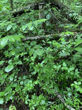 Plancia ëd Berberis canadensis Miller