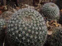 Image de Mammillaria beneckei Ehrenb.