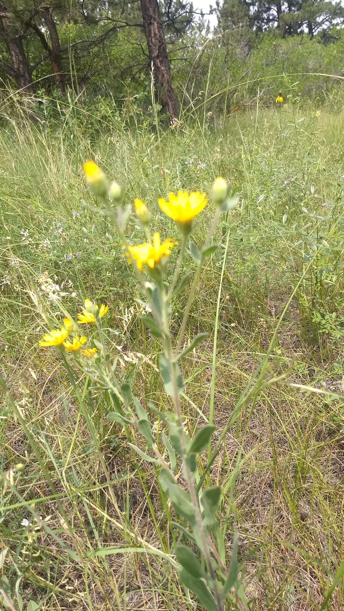 Heterotheca villosa var. foliosa (Nutt.) Harms resmi