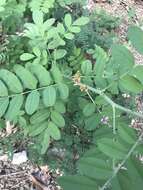 Sivun Indigofera suffruticosa Mill. kuva