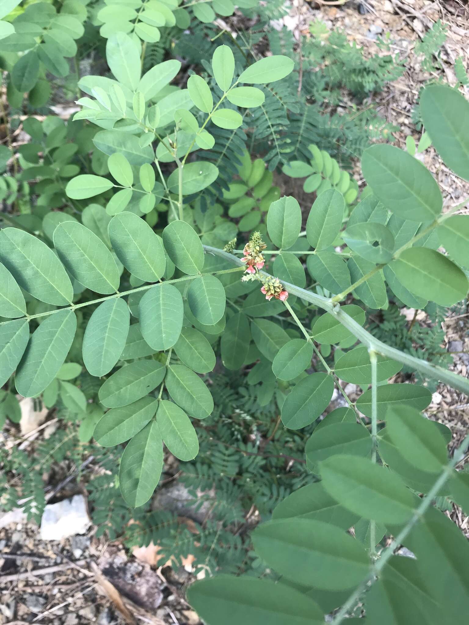 Imagem de Indigofera suffruticosa Mill.