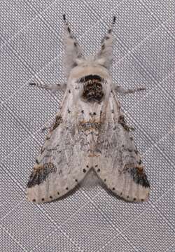 Image of Poplar Kitten