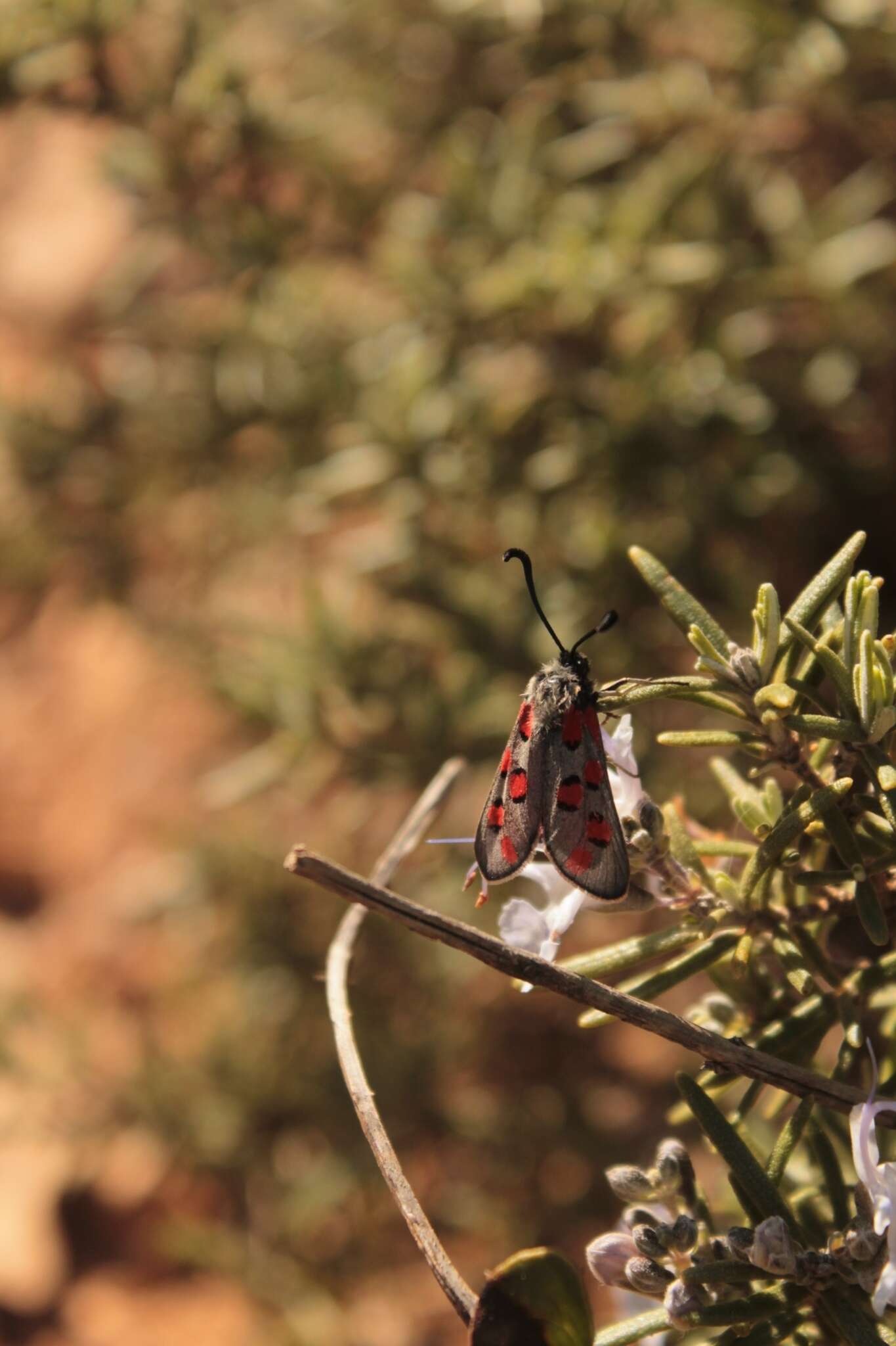 Image of Zygaena rhadamanthus Esper 1793