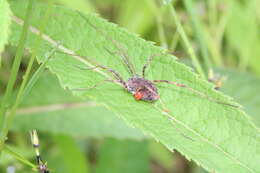 Image of <i>Hadrobunus maculosus</i>