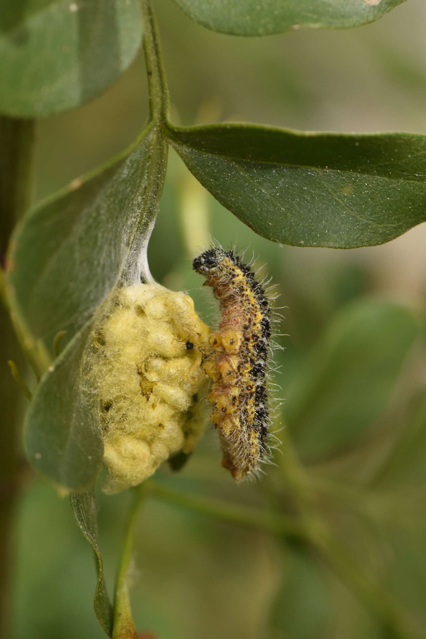 Image of cabbage butterfly