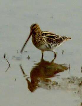 Gallinago nigripennis nigripennis Bonaparte 1839 resmi