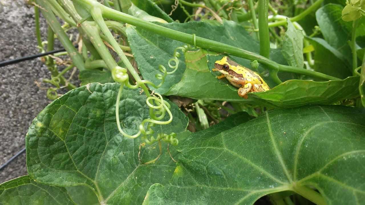 Image of Hourglass Treefrog