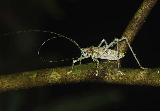 Image de Phricta spinosa Redtenbacher 1892