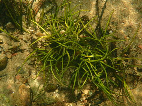 Image of Tennessee Quillwort
