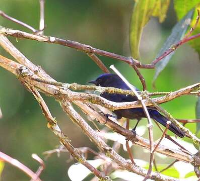 Image of Capped Conebill