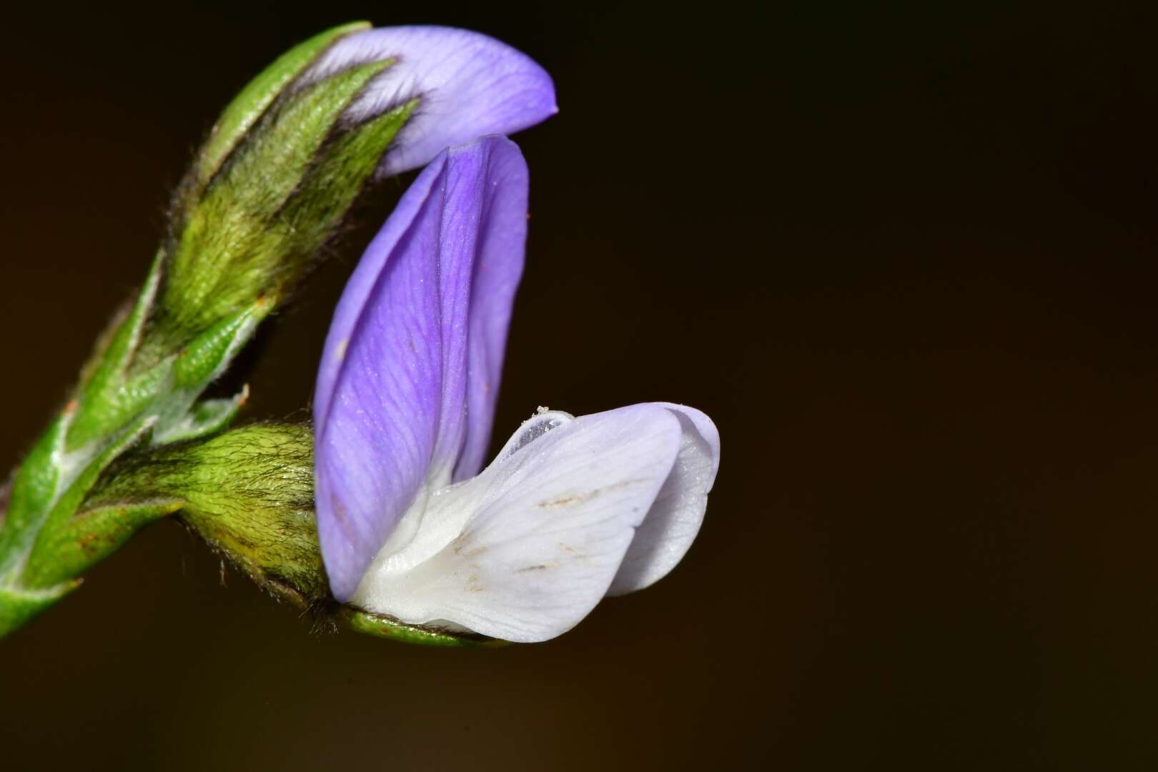 Plancia ëd <i>Psoralea congesta</i>