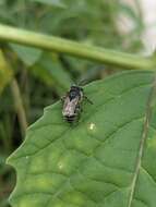 Image of Broad-footed Cellophane Bee