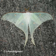 Image of Actias ningpoana Felder & C. 1862