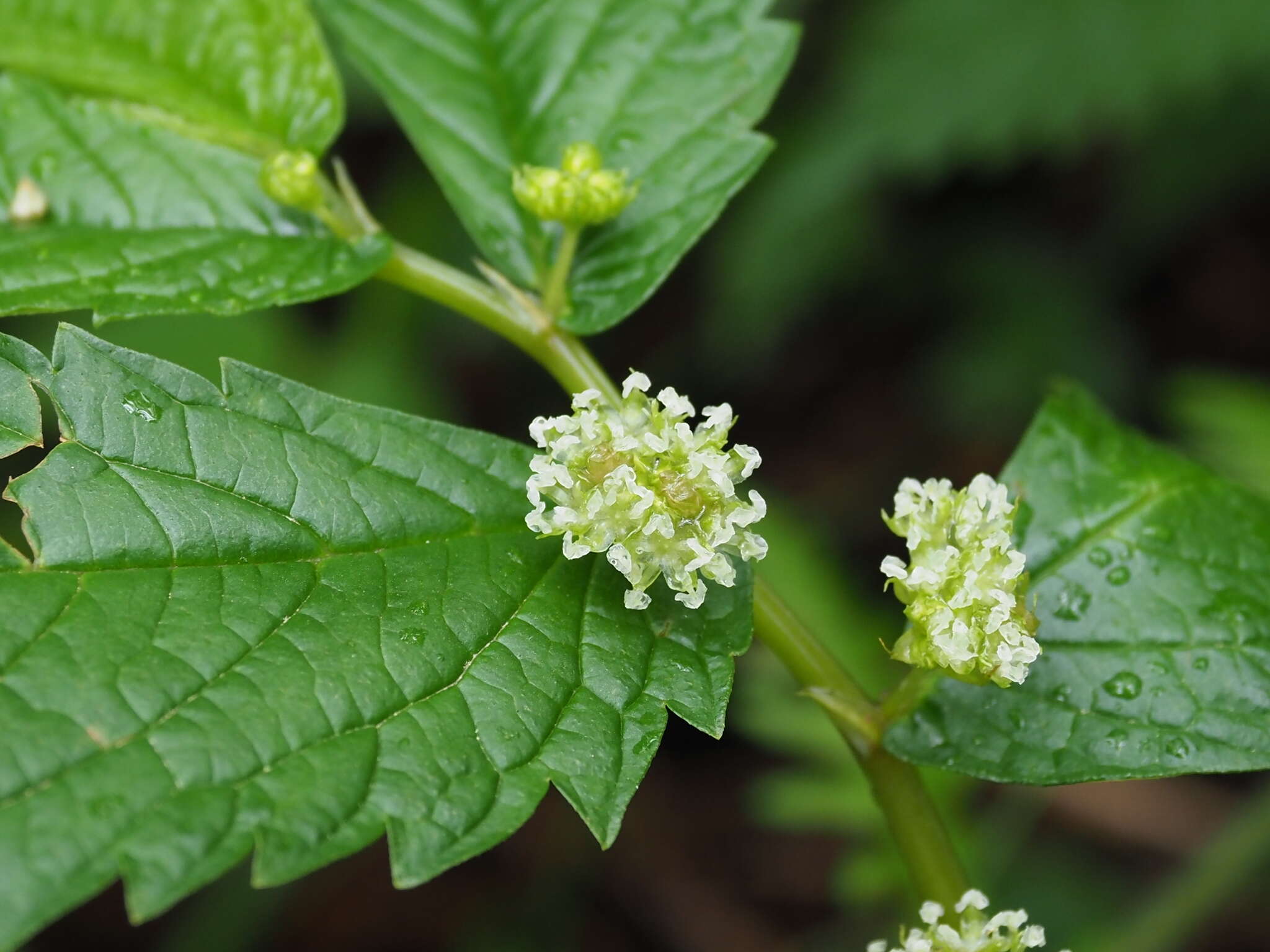 Image of Elatostema involucratum Franch. & Sav.