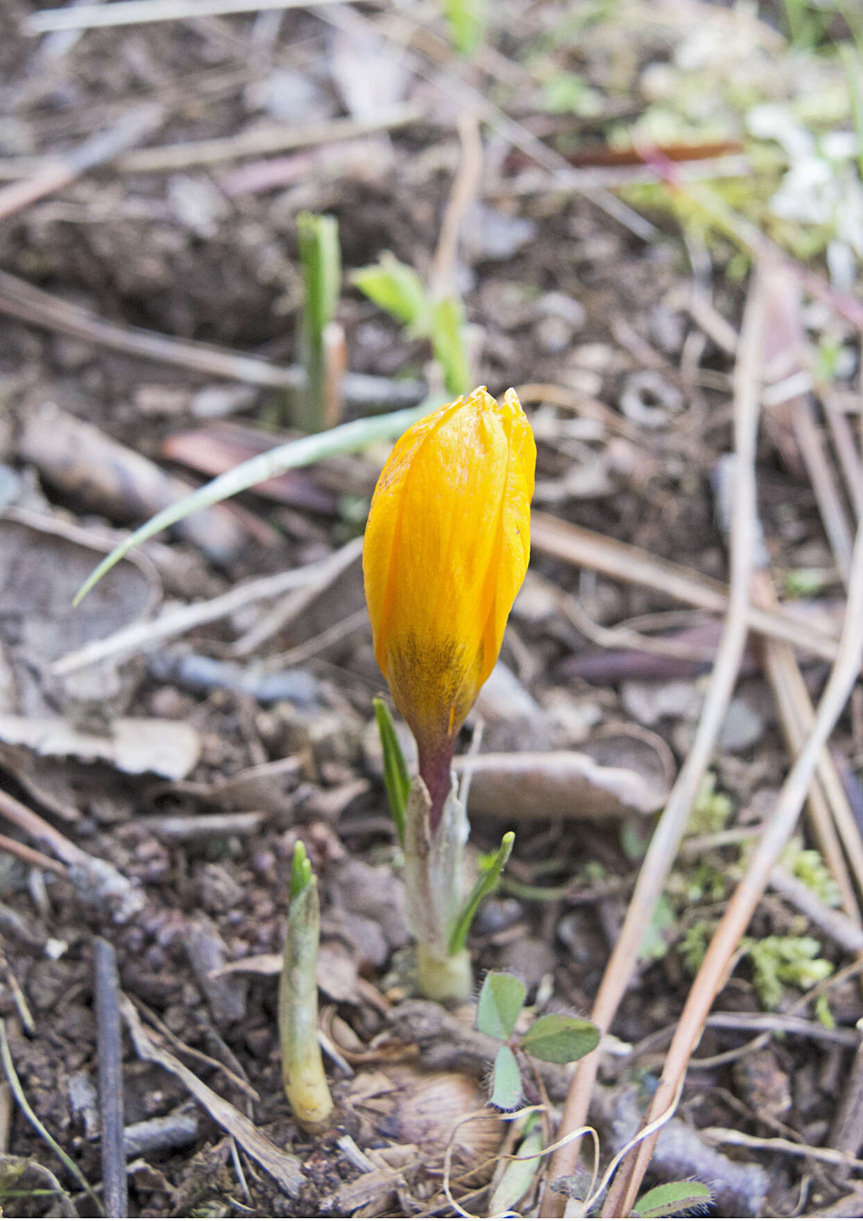 Image de Crocus olivieri J. Gay