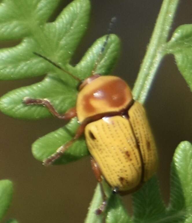 Cryptocephalus aulicus Haldeman 1849 resmi