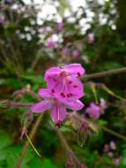 Image of Geranium reuteri Aedo & Muñoz Garm.