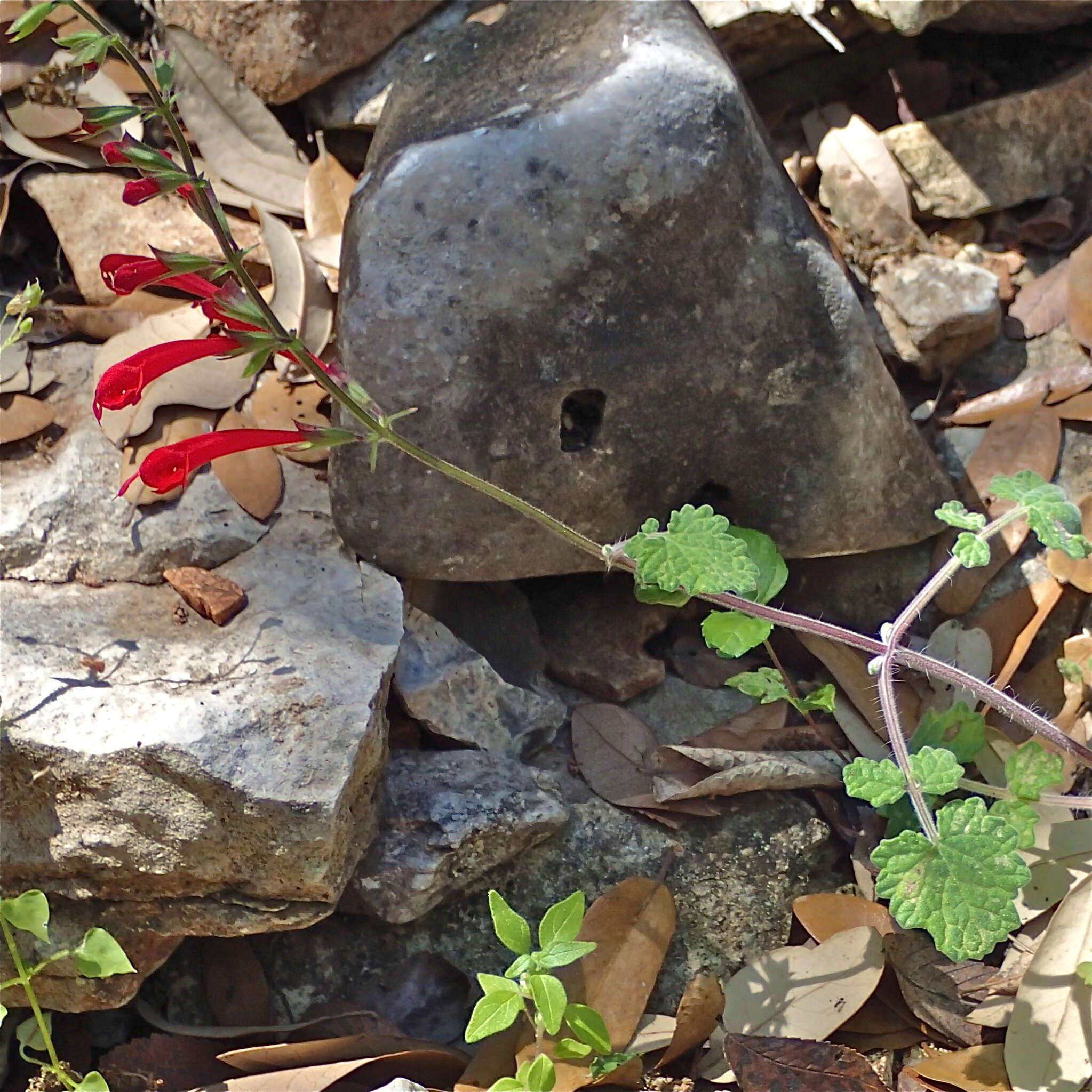 Imagem de Salvia roemeriana Scheele