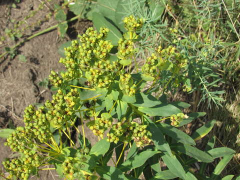 Image of Euphorbia stepposa Zoz ex Prokh.