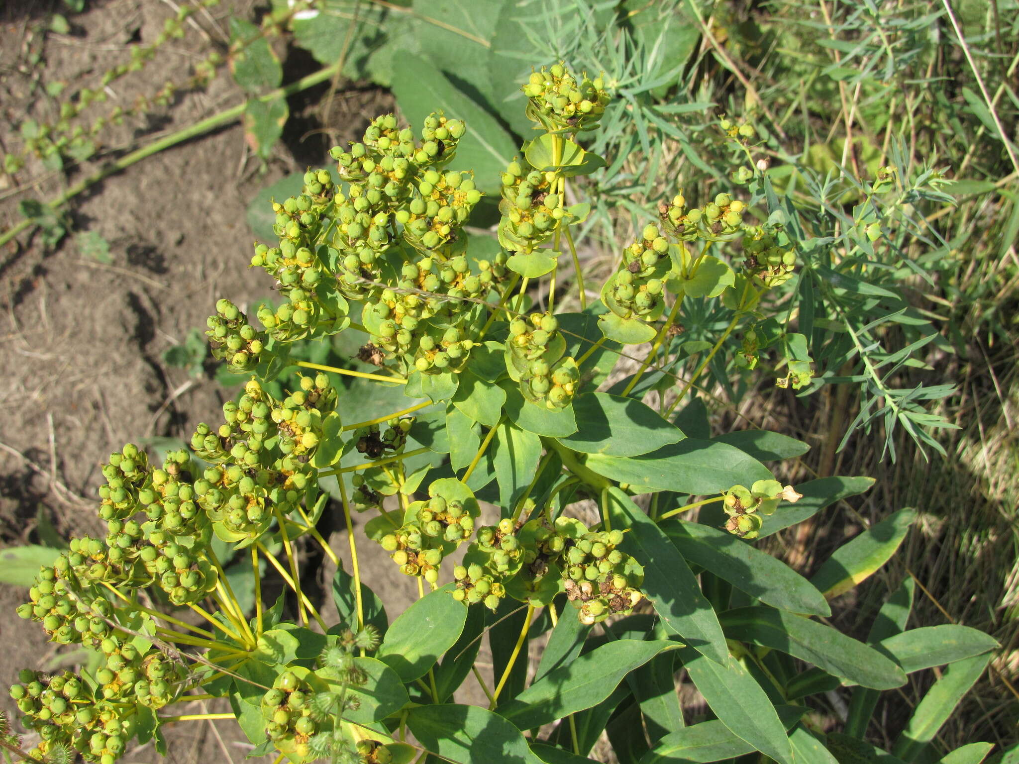 Image of Euphorbia stepposa Zoz ex Prokh.