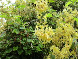 Image of Clematis foetida Raoul