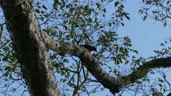 Image of Southern Hill Myna