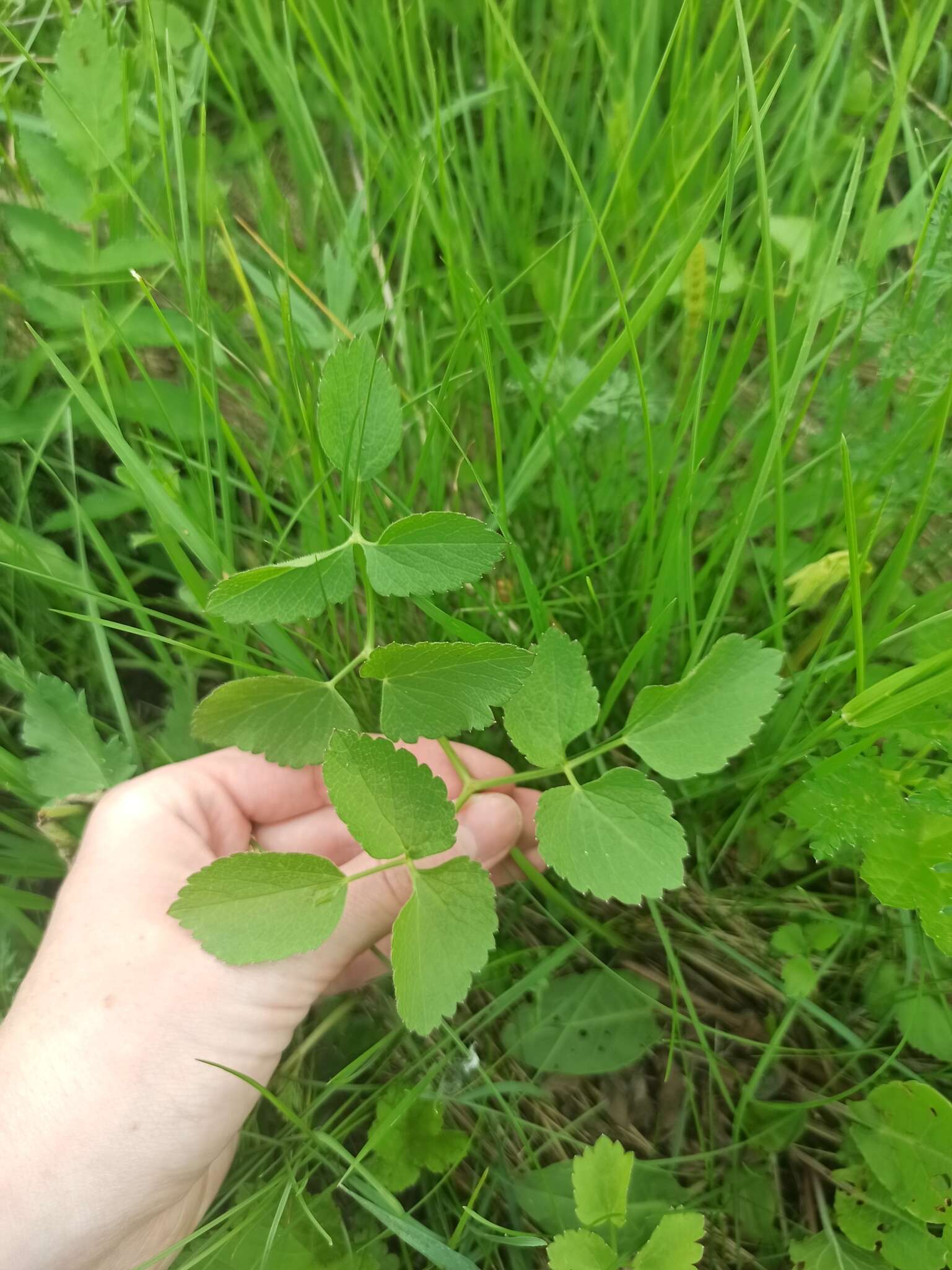 Image of Ostericum palustre (Besser) Besser