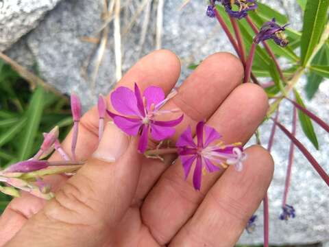 Image of fireweed